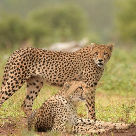 5 More Cheetahs To Be Released At Kuno National Park Today
