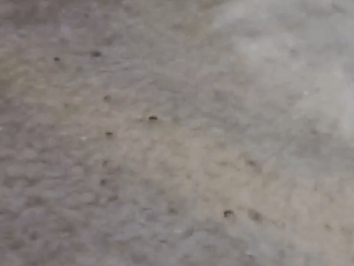 हरियाणा के 17 जिलों में आज बारिश:पानीपत समेत 5 जिलों में बूंदाबांदी शुरू, तेज हवाएं चल रहीं; ओलावृष्टि की भी संभावना