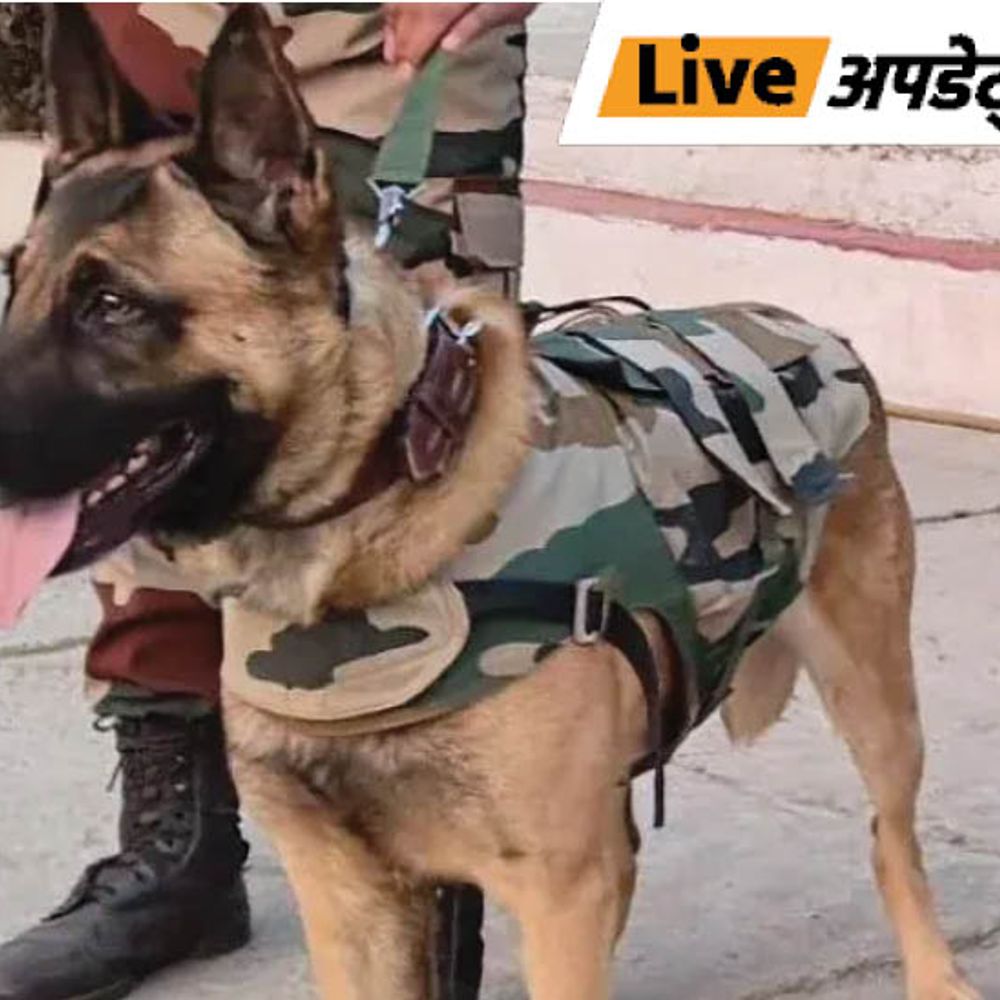 भास्कर अपडेट्स:जम्मू में बम स्क्वायड की स्नाइपर डॉग टीना रिटायर, टाइगर डिवीजन के जेओसी ने किया सम्मानित
