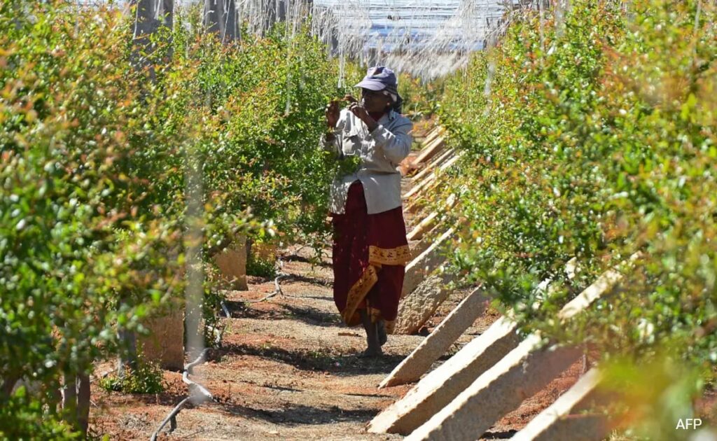 Soil, Nutrients And Weather Forecasts: How AI Is Helping Indian Farmers