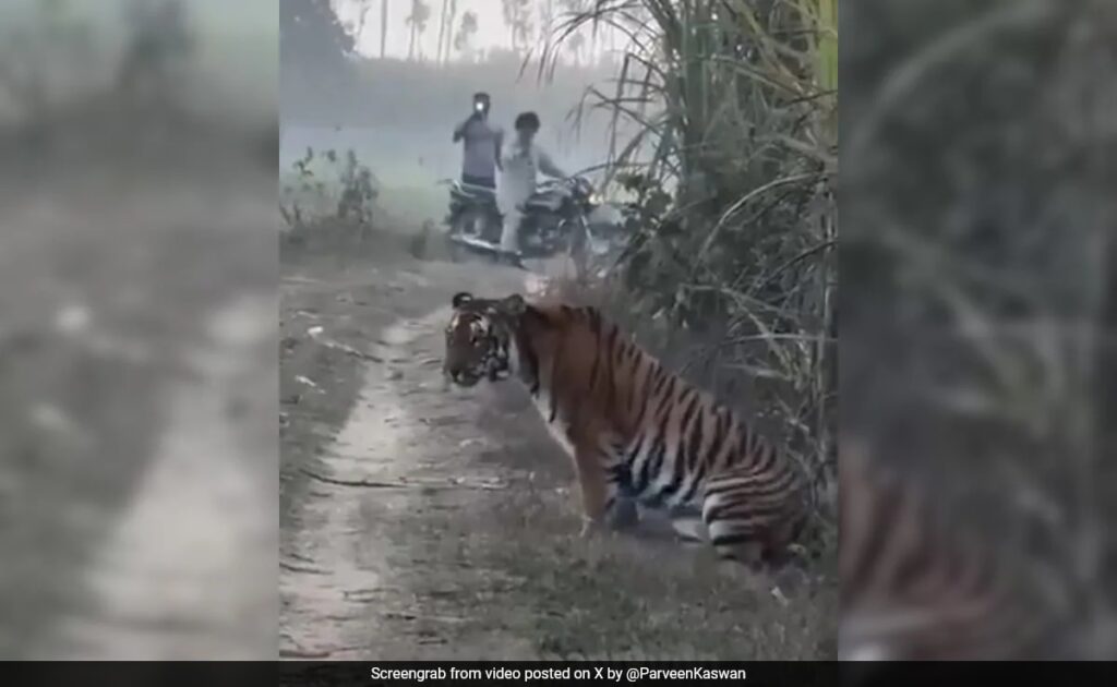 UP Farmer's Close Encounter With Tiger, What Happened Next Was Unexpected