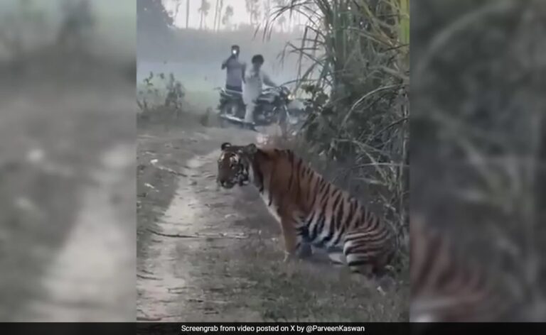 UP Farmer's Close Encounter With Tiger, What Happened Next Was Unexpected