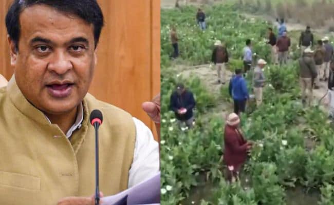 "Sorry To Spoil Udta Assam Party": Himanta Sarma As Poppy Farms Destroyed