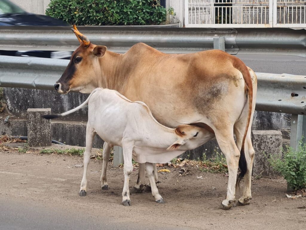 Double Allowance For Cows In Madhya Pradesh, But Why It Will Not Work