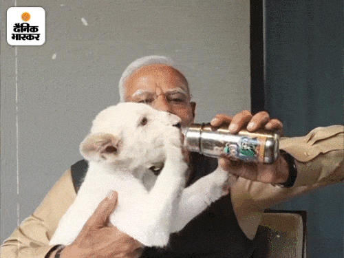 रिलायंस ग्रुप के 'वनतारा' में PM मोदी के 7 घंटे:शावक को दूध पिलाया; चिम्पैंजी, हाथी, जिराफ, डॉल्फिन के साथ बिताए पल