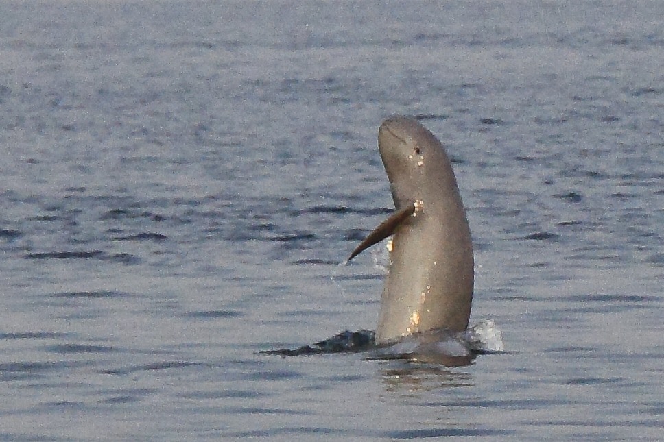 At 40%, UP Home To Highest River Dolphin Population: Report