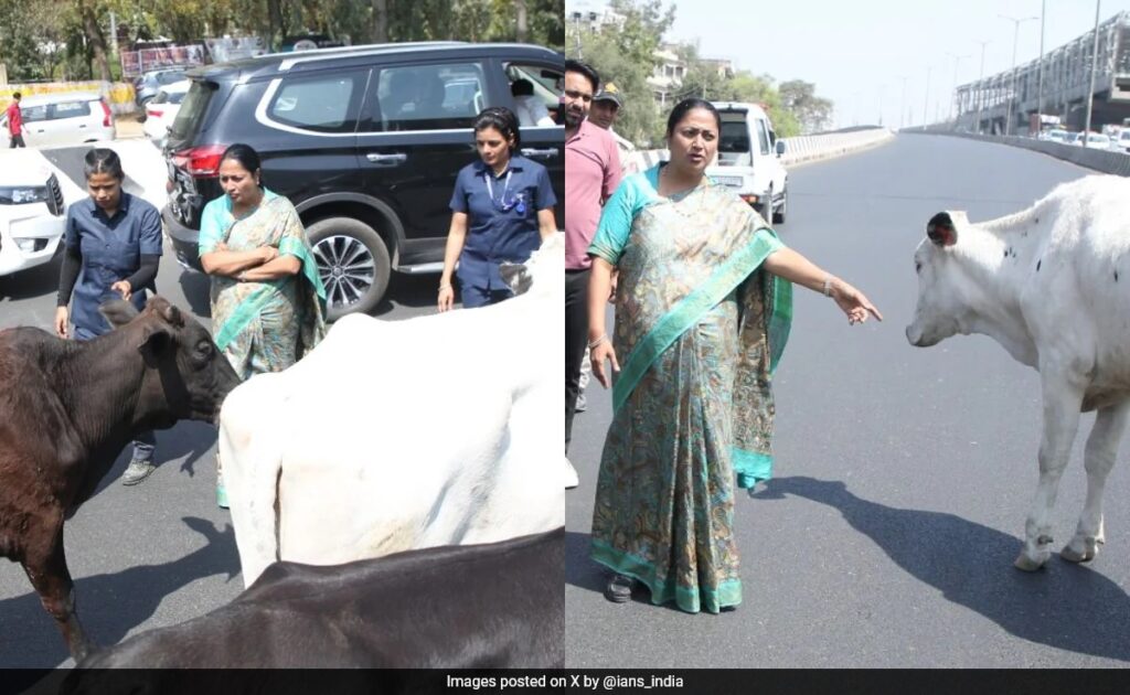 Action Against Illegal Dairies After Rekha Gupta's Convoy Held Up By Cows