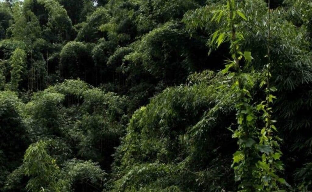 Mentally Challenged Girl Allegedly Raped, Killed In Manipur's Churachandpur