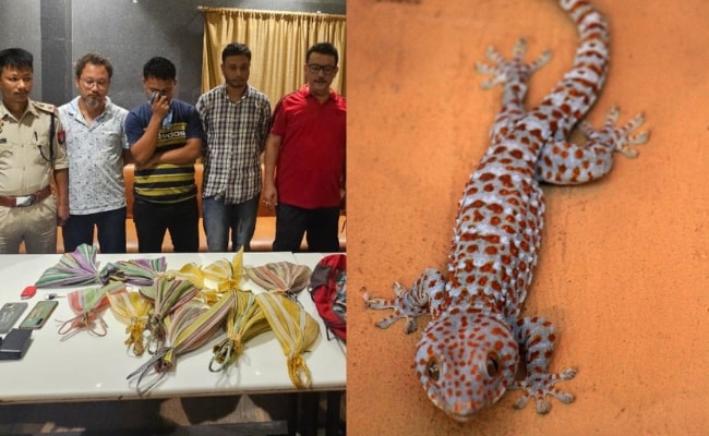 Endangered Lizards Seized In Assam, Were To Be Sold For 1 Lakh Each