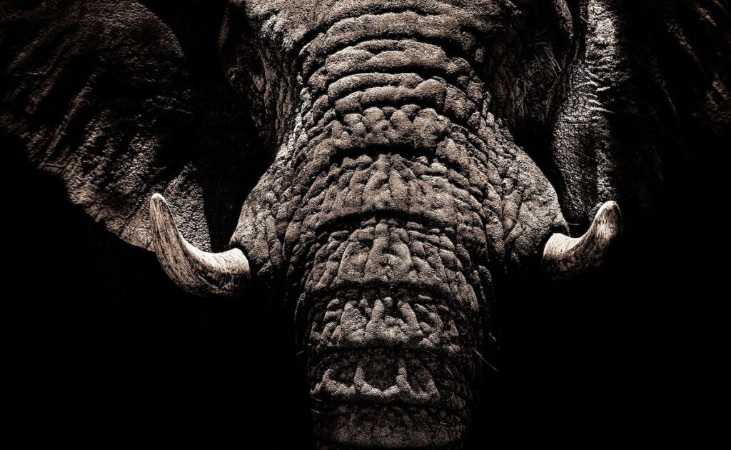 30-Year-Old Man Trampled To Death By Wild Elephant In Jharkhand: Cops