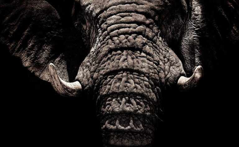 30-Year-Old Man Trampled To Death By Wild Elephant In Jharkhand: Cops