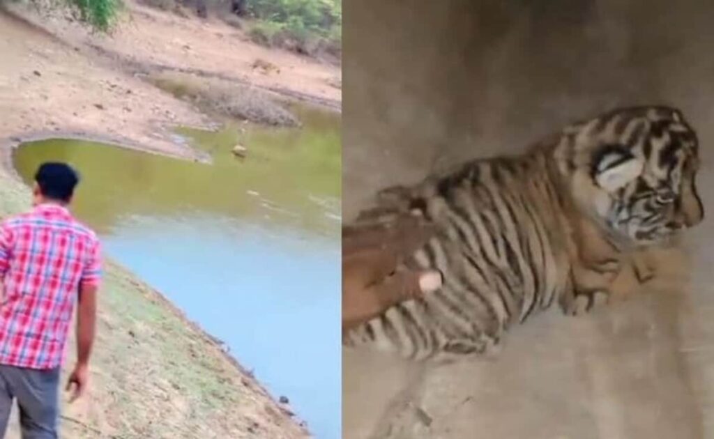 Case Filed Against Man For Touching Tiger Cubs At Rajasthan's Ranthambore