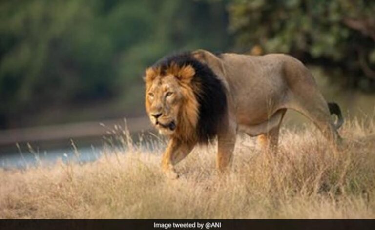 Asiatic Lion Population In Gujarat Rises To 891 From 674 In Five Years