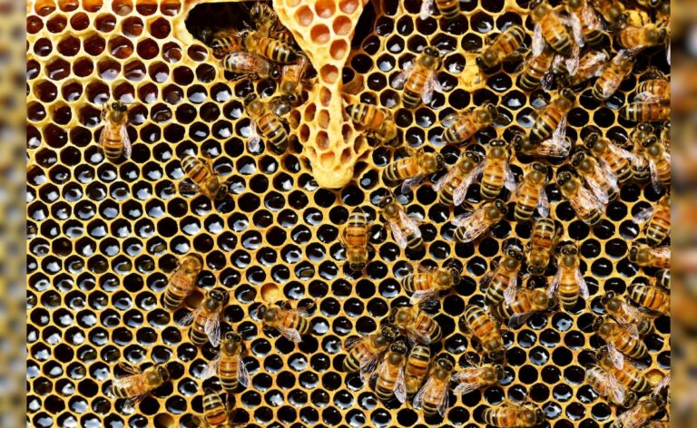 Nagaland University Researchers Identify Stingless Bee Species To Increase Crop Yield