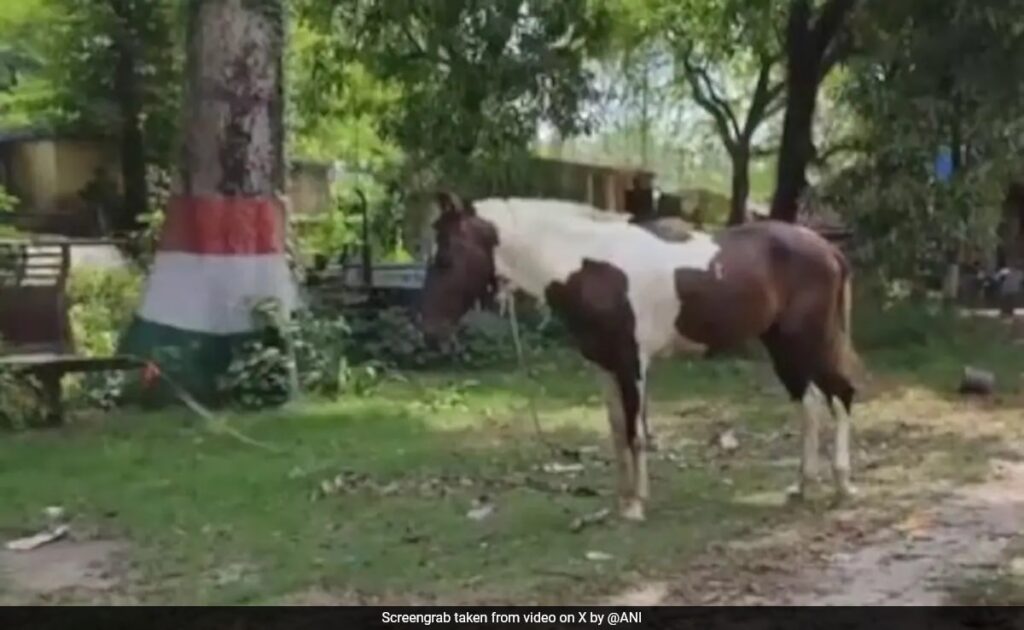 Bihar Police Seizes Horse Used To Smuggle 50 Litres Of Liquor