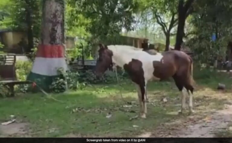 Bihar Police Seizes Horse Used To Smuggle 50 Litres Of Liquor