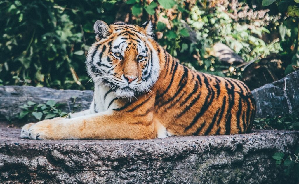 Tripura's Sepahijala Zoo Welcomes 3 Tiger Cubs For The First Time In 53 Years