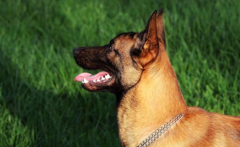 CRPF Dog Stung 200 Times By Swarm Of Bees During Anti-Maoist Operation, Dies