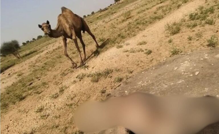 Baby Camel Falls In Tank Searching For Water, Dies. Helpless Mother Watches