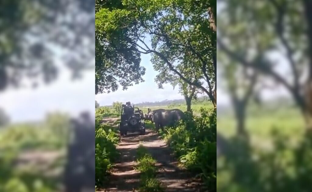 Video: Rhino Charges At Tourists' Jeep At Assam National Park