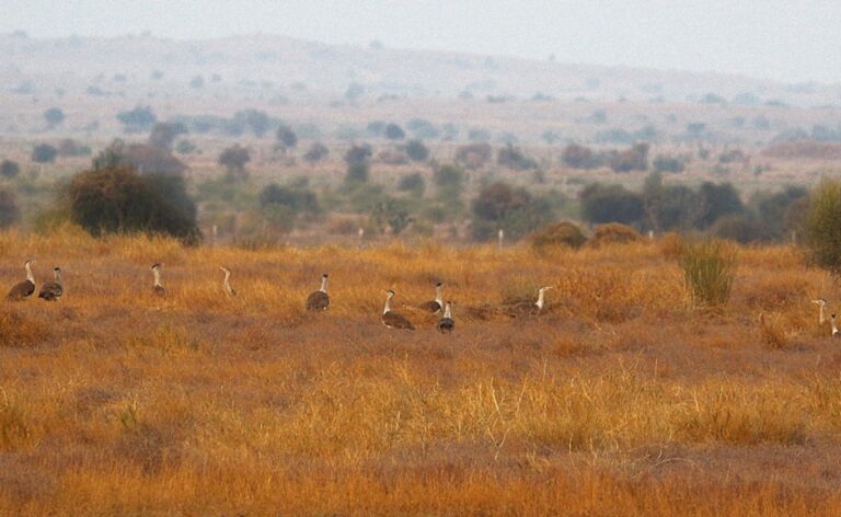 9 Endangered Great Indian Bustards Moved From Jaisalmer Amid India-Pak Tensions