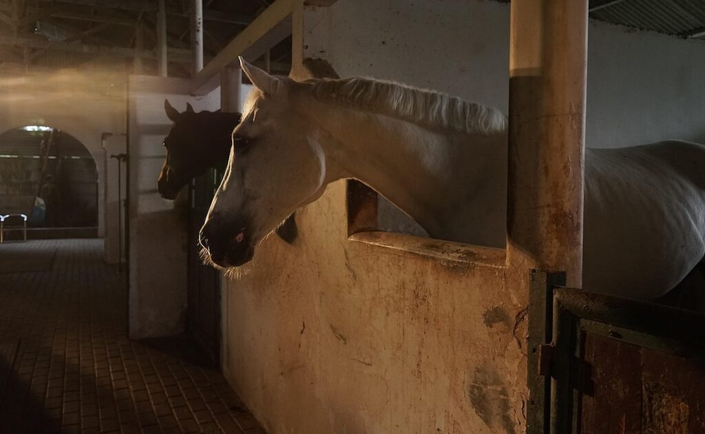 Nagpur Man Arrested For Sexually Assaulting A Horse At Riding Academy
