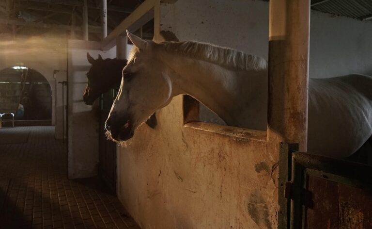 Nagpur Man Arrested For Sexually Assaulting A Horse At Riding Academy