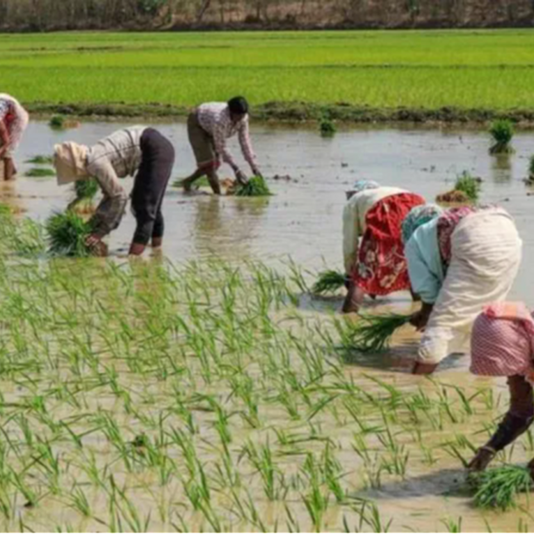 किसानों को मिलेगी अब फसलों की ज्यादा कीमत:धान समेत 14 फसलों की MSP में बढ़ोतरी, किसान क्रेडिट कार्ड पर कम ब्याज में मिलेगा लोन