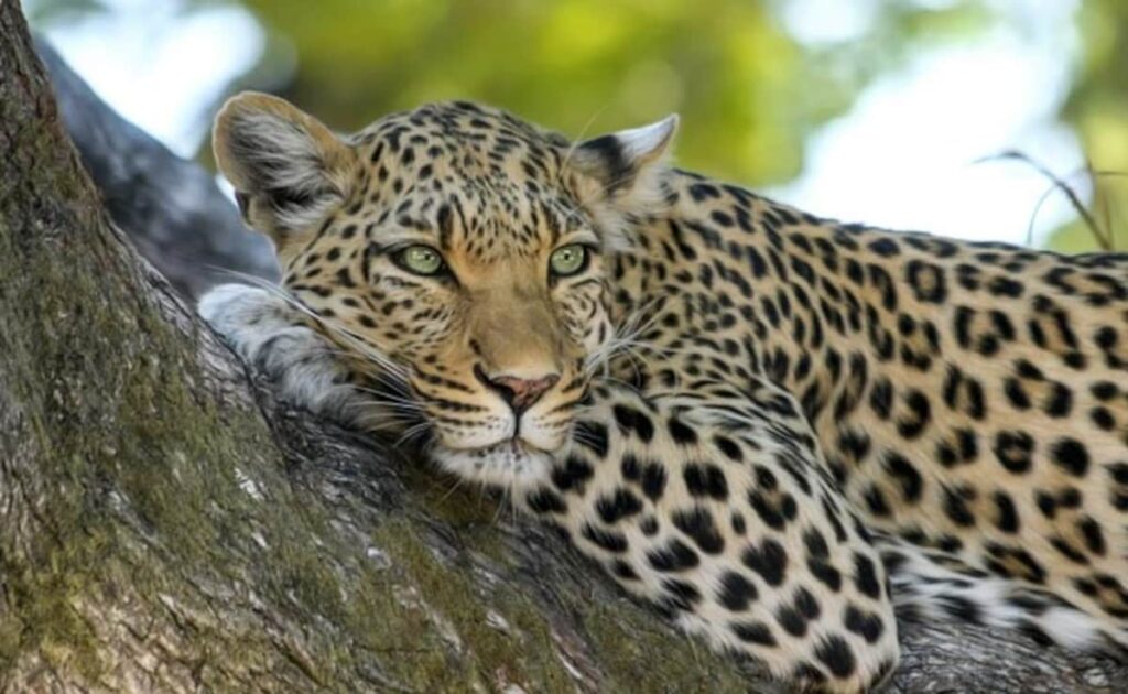 Leopard Kills Woman Sleeping On Open Roof Of Her House In UP
