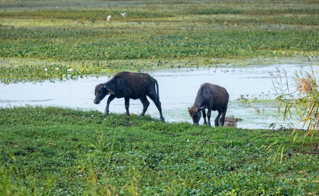 UP Dalit Family Beaten With Rods, Sticks For Objecting To Cattle Trespass: Cops