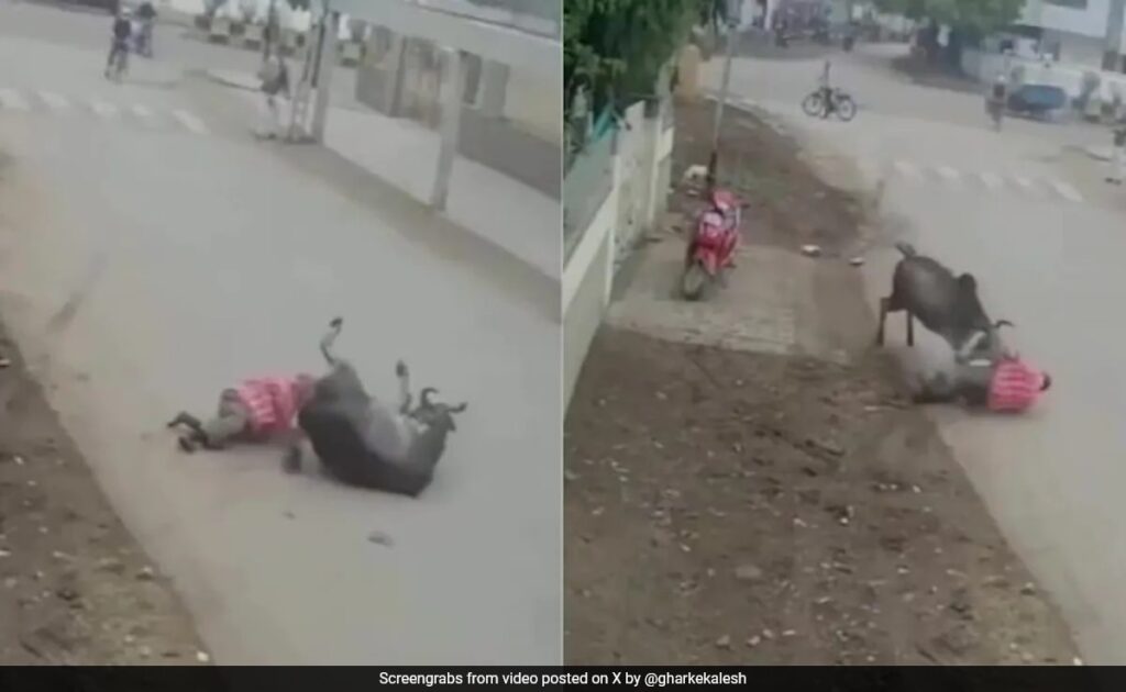 Caught On Camera, Stray Bull Lifts, Drags And Tramples Man in Delhi