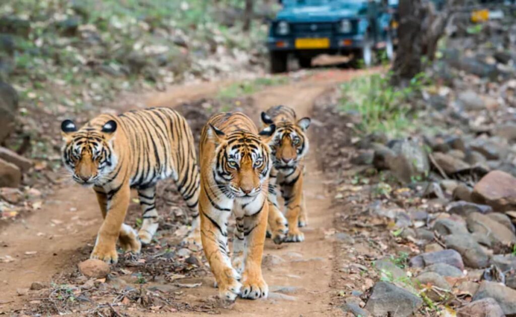 Sariska's Tigers Await Rajasthan Government vs Opposition Boundary Showdown