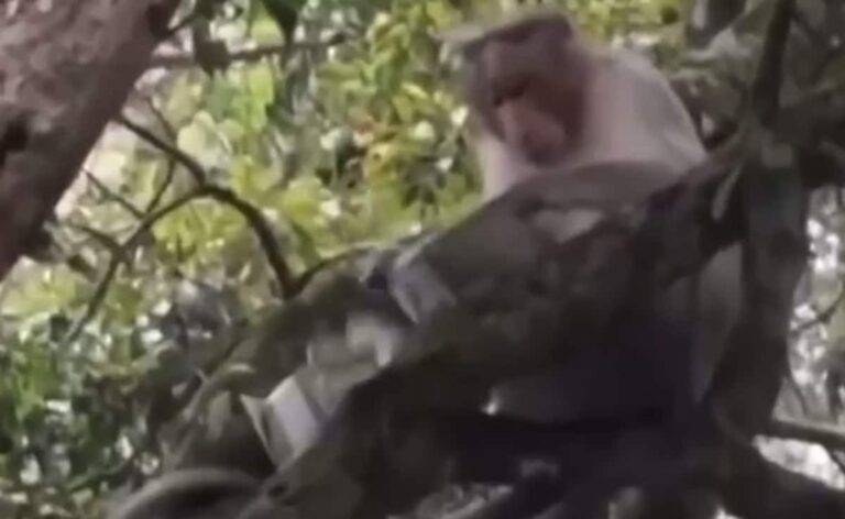 Watch: Monkey Steals Money From Tourist In Tamil Nadu, Then Does This
