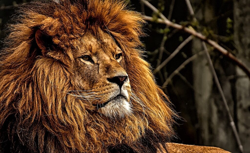 5-Year-Old Boy Dragged Away From Farm, Mauled To Death By Lion In Gujarat