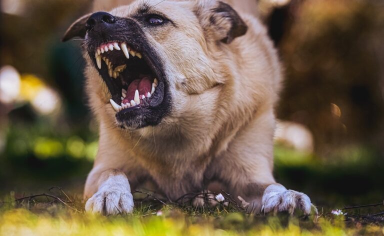 Dog Seen Carrying Dead Newborn In Its Jaws Near Madhya Pradesh Hospital, Probe Underway