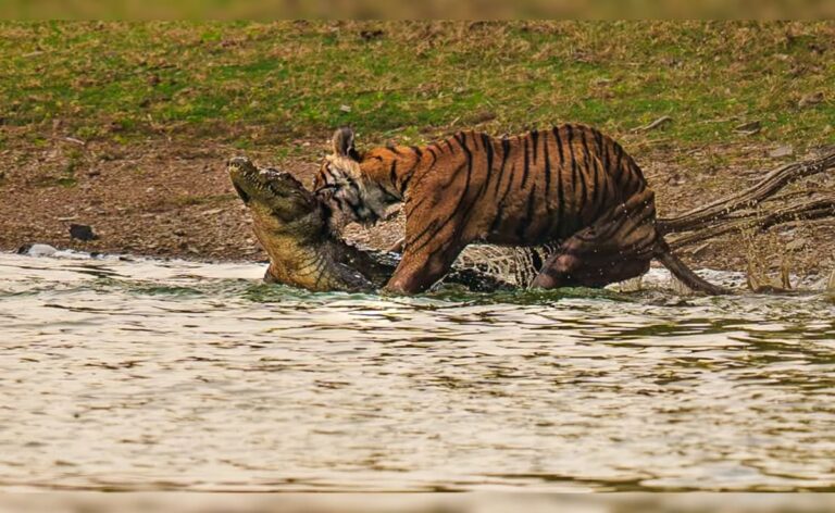 Pics: Ranthambore Tigress Takes Down Crocodile In Rare Jungle Encounter