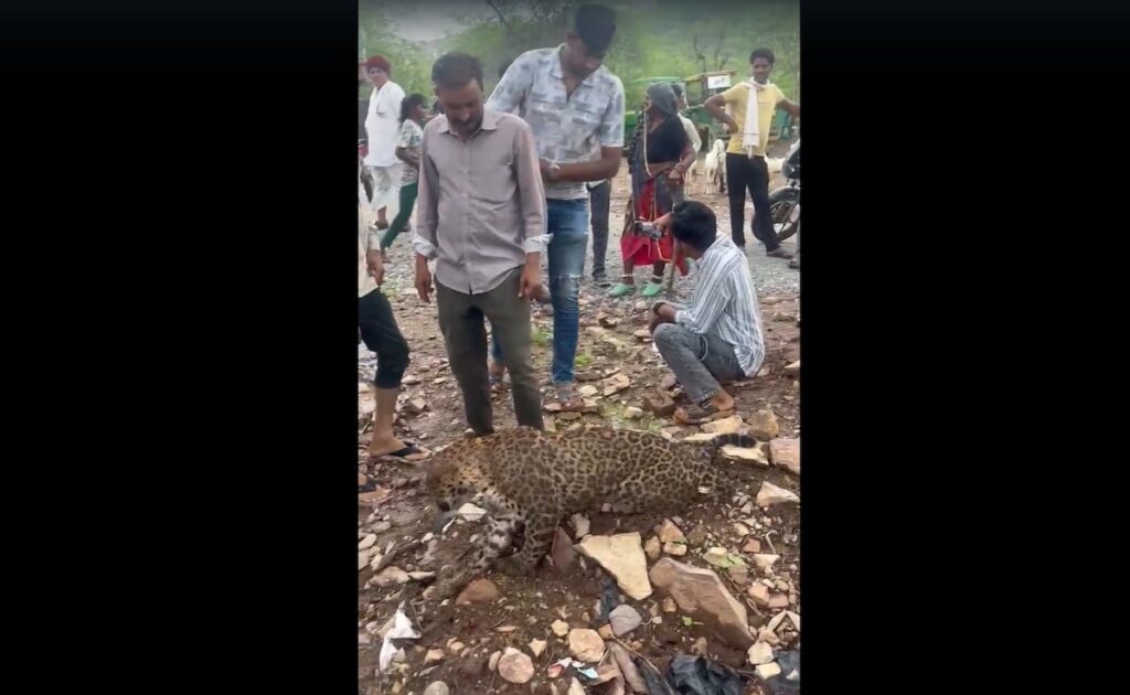 Video: Sick Leopard Paraded On Leash In Rajasthan, Villagers Take Selfies