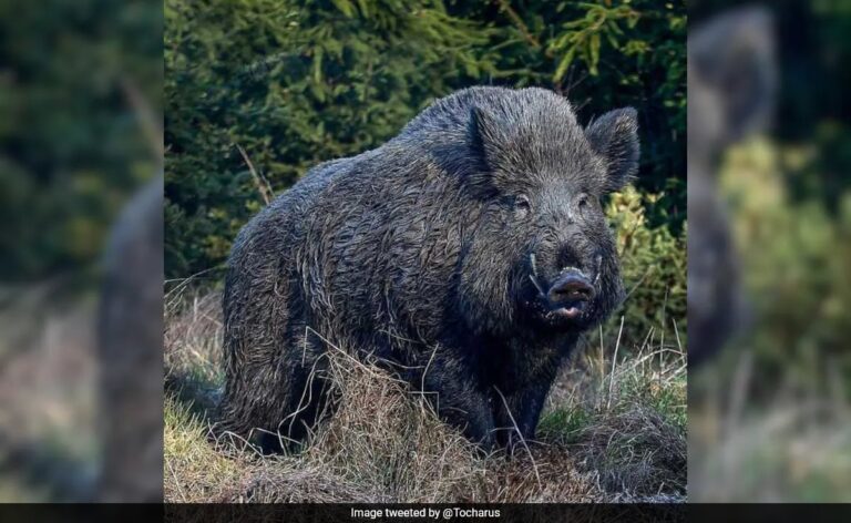 Kerala Seeks To Amend Wildlife Act To Allow Killing Of Animals. Reasons Explained