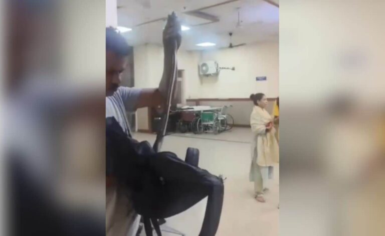 Video - 'I've Been Bit, Help': Rajasthan Man Walks Into Hospital Holding Huge Snake