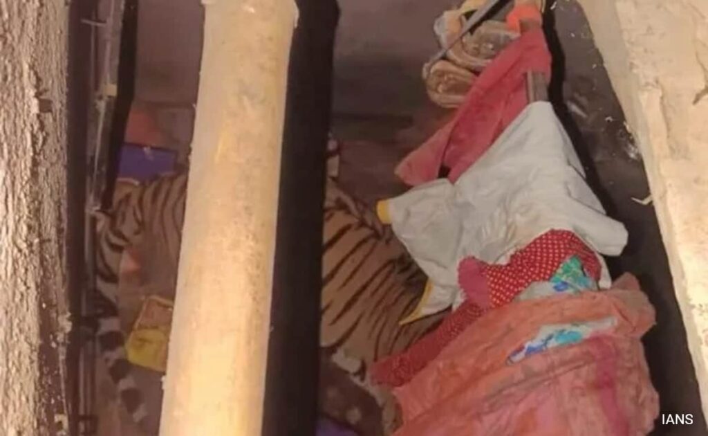 Panic In Ranchi Village As Tiger Takes Shelter Inside Home