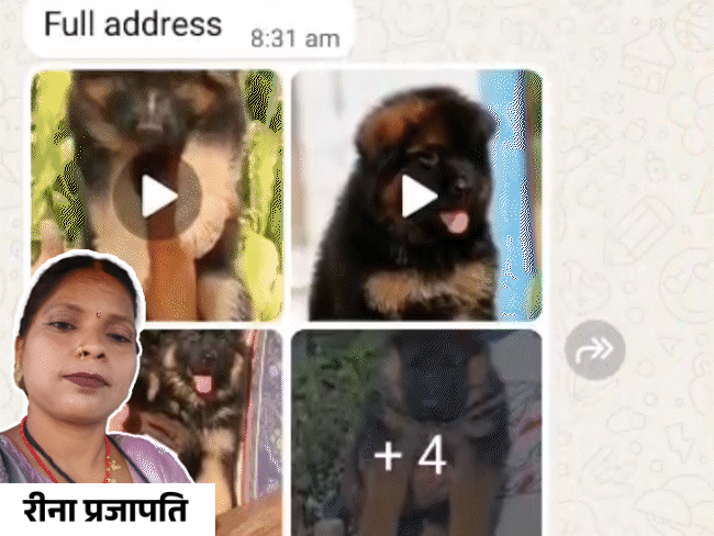 ऑनलाइन डॉग खरीदने के नाम पर ठगी, महिला का सुसाइड:ग्वालियर में ट्रांसपोर्टर की पत्नी ने जहर खाकर ठगों को भेजा वॉइस मैसेज