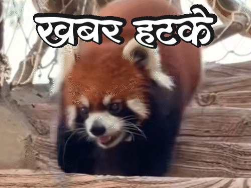 खबर हटके- सुबह जगाने के ₹24000 लेता है रेड पांडा:महिला ने 22 साल से मेकअप नहीं हटाया; 1500 मीटर की ऊंचाई पर पोल स्टंट