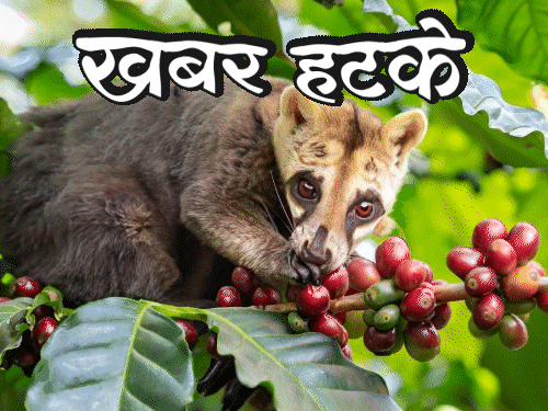 खबर हटके- दहेज में मिलीं 60 लाख की 100 बिल्लियां:घर से भागा जेब्रा, एयरलिफ्ट कर वापस लाया गया; ट्रैफिक पुलिस को AC वाला हेलमेट