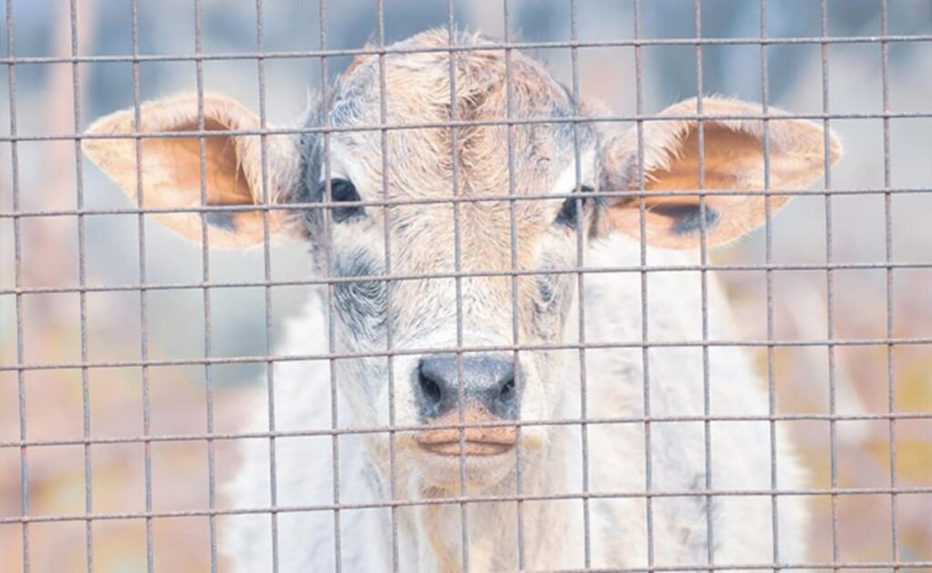 UP Man Falls Into Muddy Pond After His Own Cow Attacks Him, Dies
