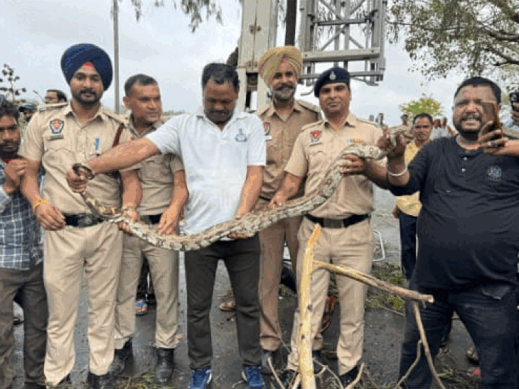चंडीगढ़ के सुखना लेक पर 10 फुट लंबा अजगर दिखा:टहल रहे लोग भागे, वन विभाग ने मशक्कत के बाद पेड़ से नीचे उतारा