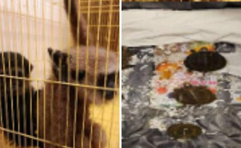 Flyer Smuggles In 2 Monkeys, 7 Tortoises From Bangkok, Caught In Chennai
