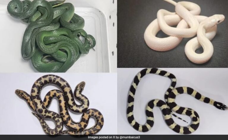 Wriggling Cargo: Mumbai Customs Seize 16 Snakes From Passenger Returning From Thailand