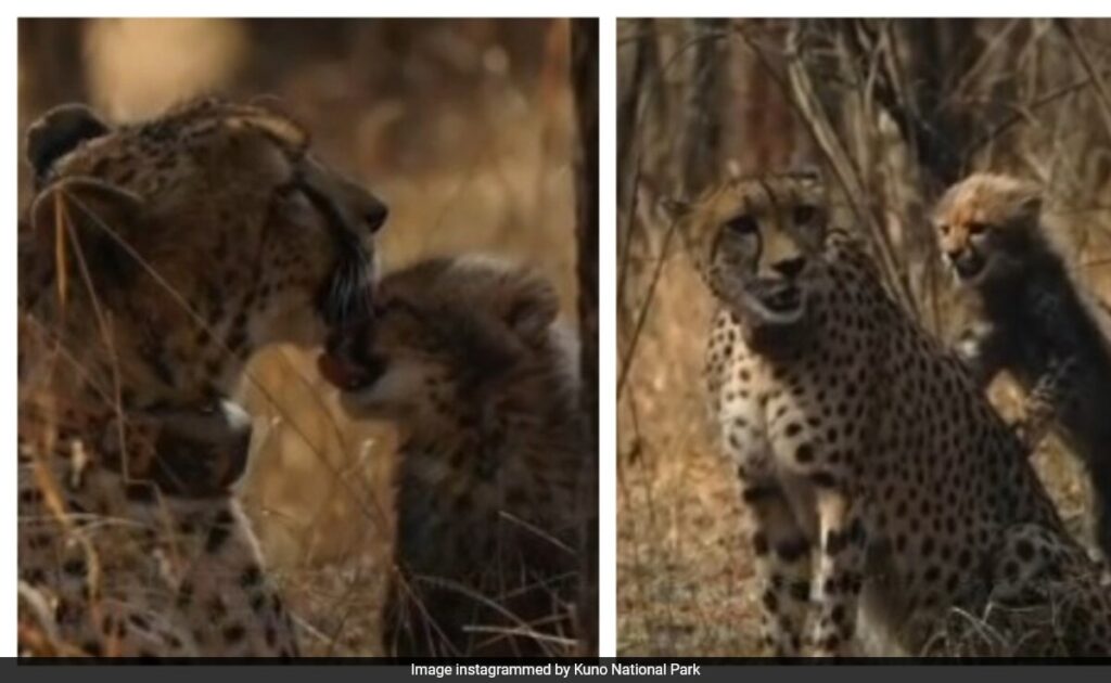 Solar-Powered Water Lift System Helps Cheetah Cubs Survive Heat In Kuno