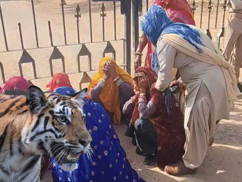रणथम्भौर में बाघ ने चौकीदार को मार डाला:जांघ का हिस्सा खा गया, गर्दन पर दांतों के निशान मिले, पुलिस से ग्रामीणों की झड़प