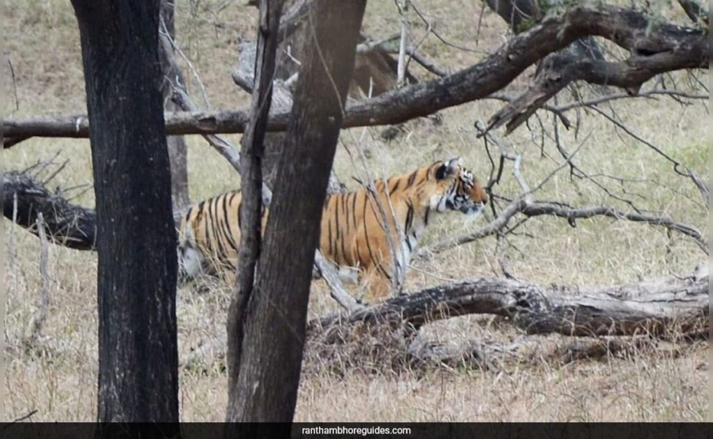 Ranthambore's Tigress Arrowhead Dies After Daughter's Relocation And Epic Crocodile Fight